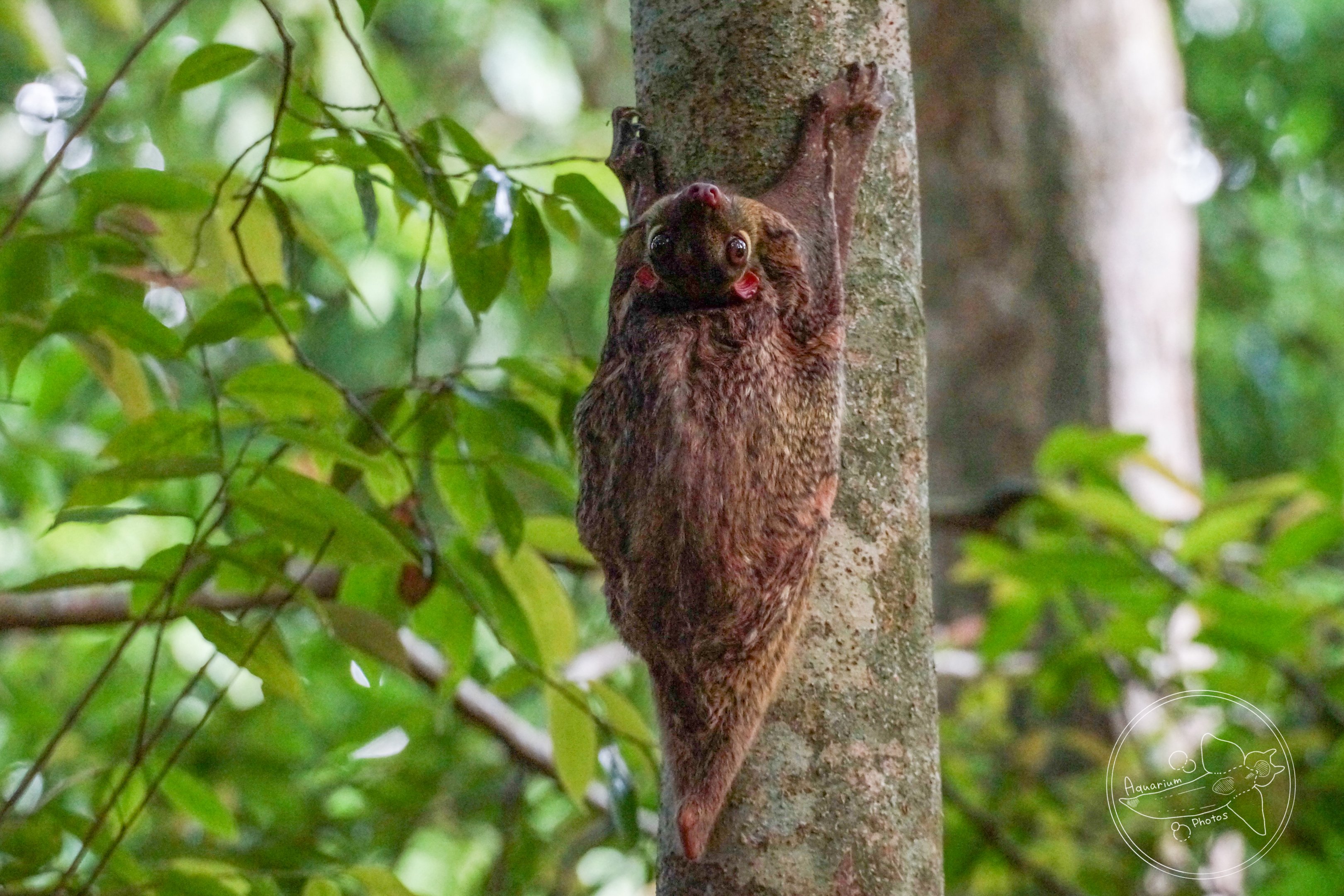 Malayan Colugo (Galeopterus variegatus)