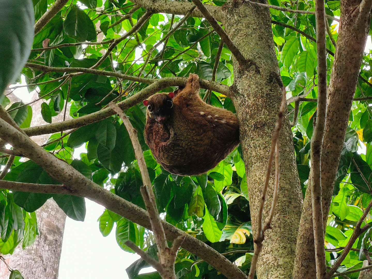 Malayan Colugo (Galeopterus variegatus)