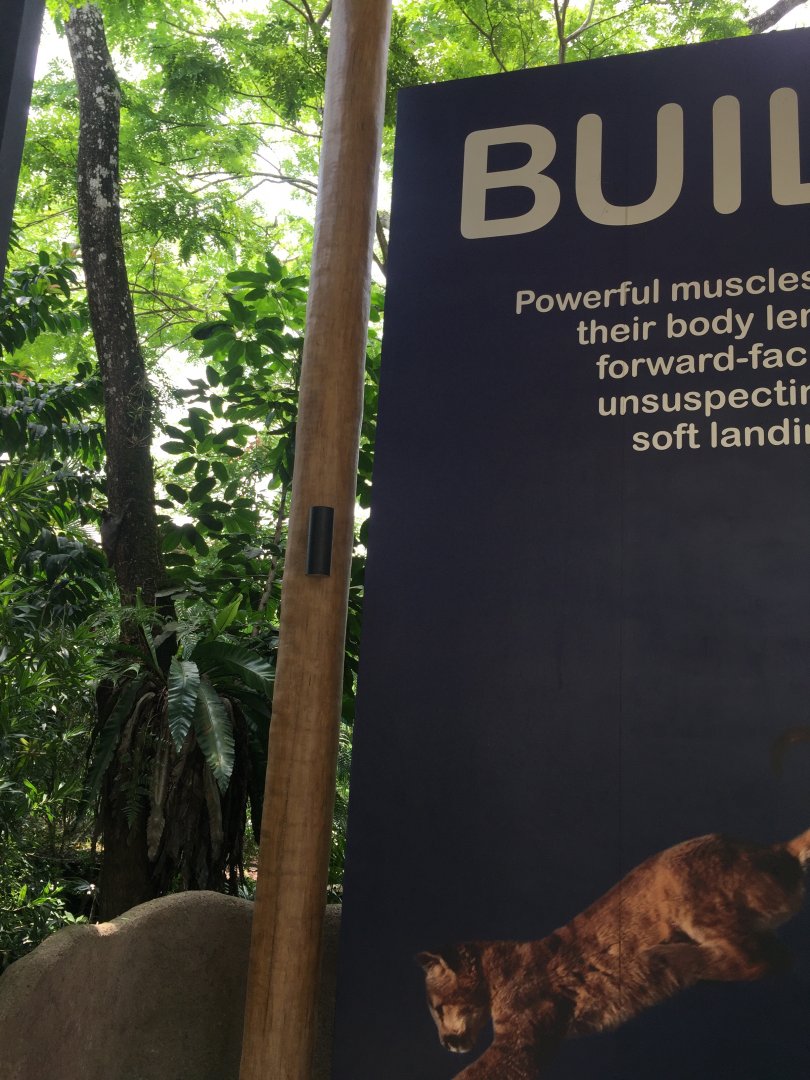 Malayan colugo or Sunda flying lemur (Galeopterus variegatus)