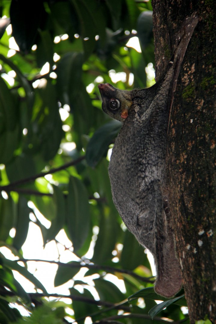 Malayan colugo or Sunda flying lemur (Galeopterus variegatus)