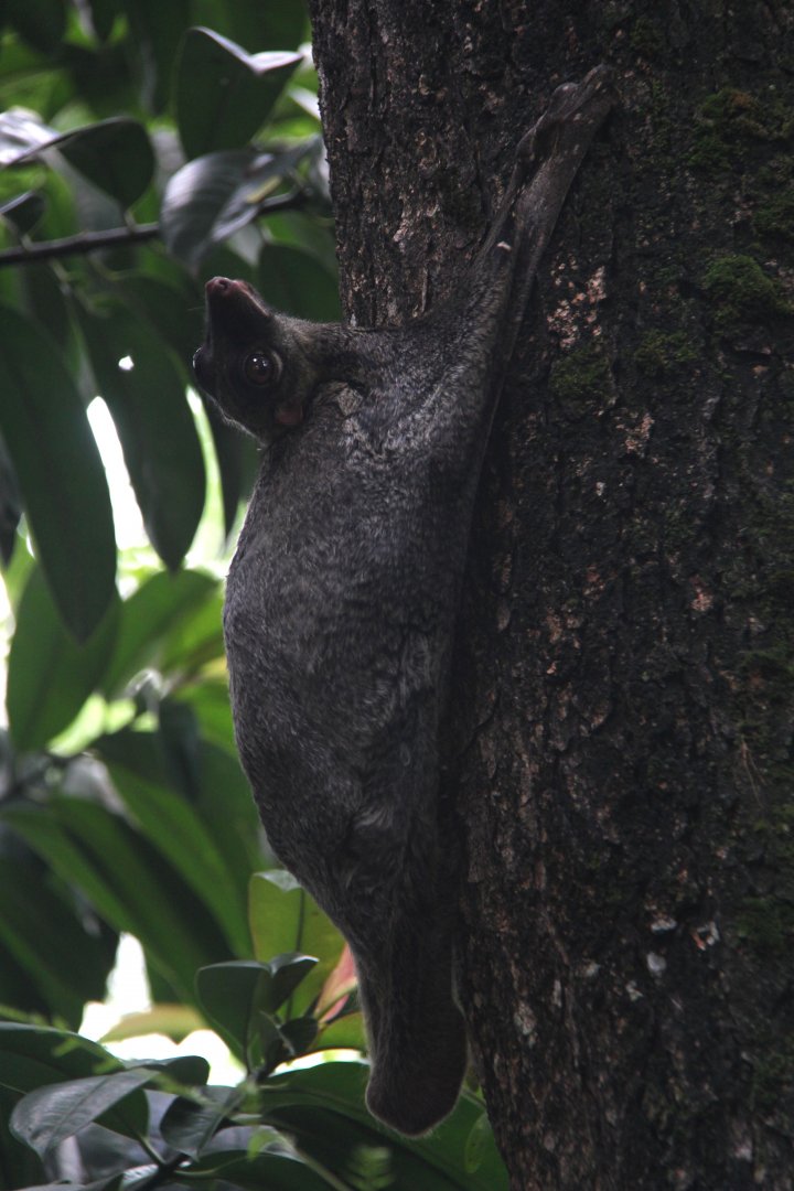Malayan colugo or Sunda flying lemur (Galeopterus variegatus)