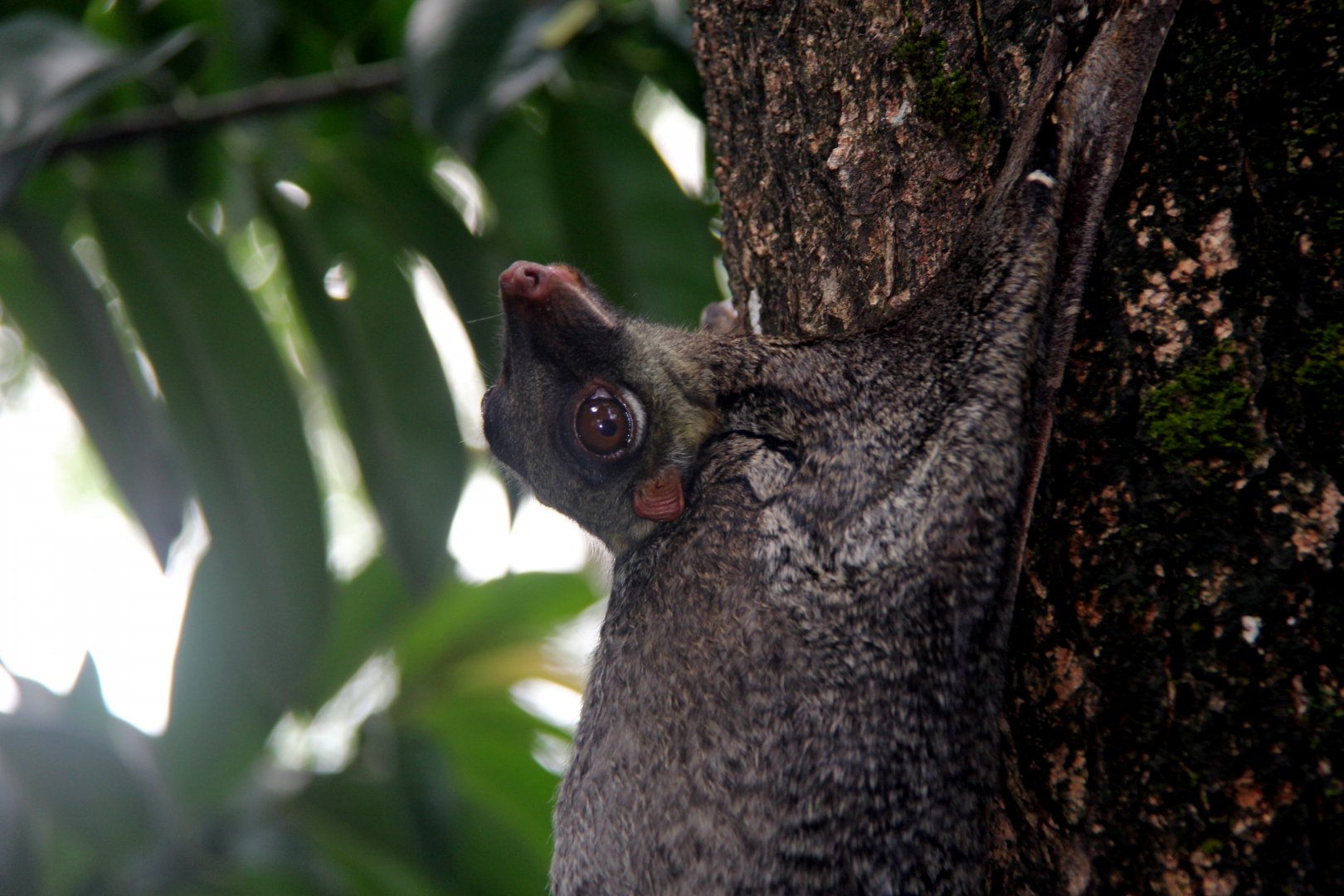 Malayan colugo or Sunda flying lemur (Galeopterus variegatus)