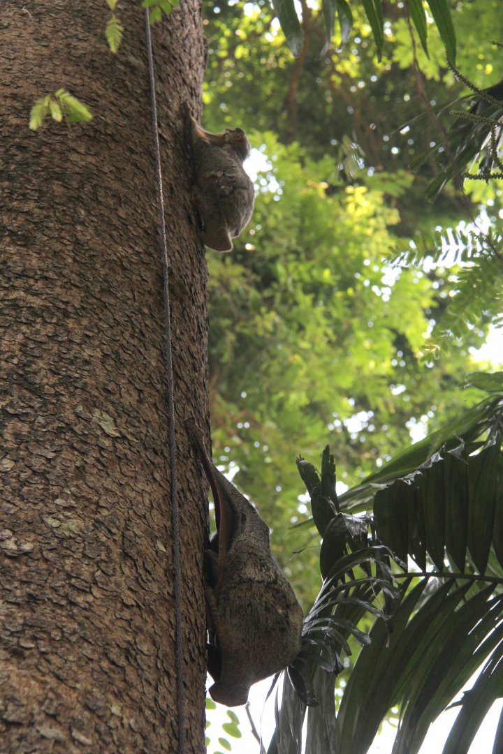 Malayan colugo or Sunda flying lemur (Galeopterus variegatus)