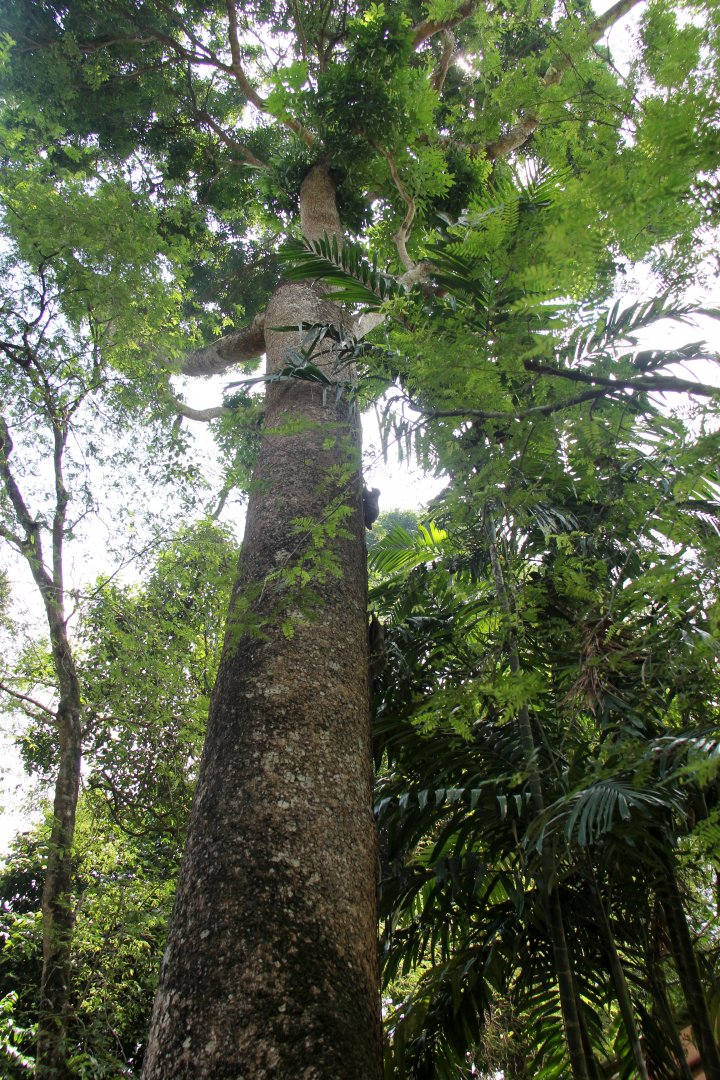 Malayan colugo or Sunda flying lemur (Galeopterus variegatus)