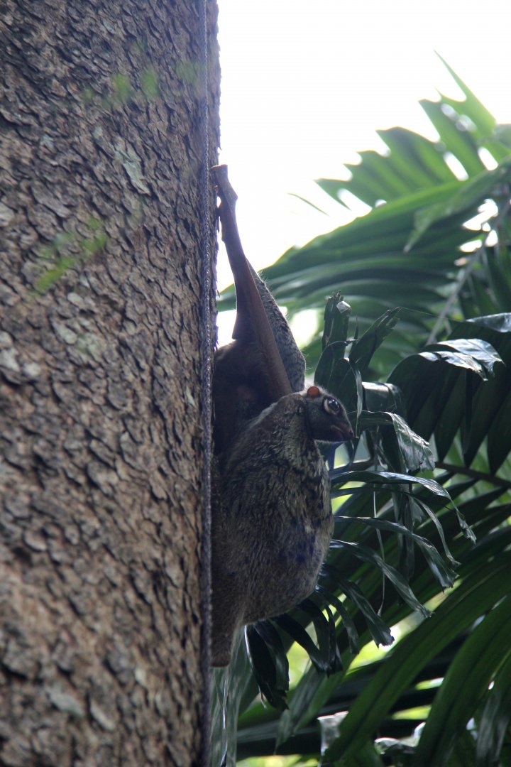 Malayan colugo or Sunda flying lemur (Galeopterus variegatus)