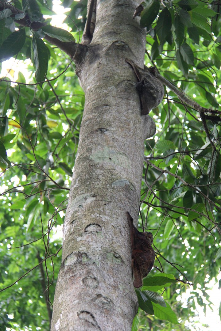 Malayan colugo or Sunda flying lemur (Galeopterus variegatus)