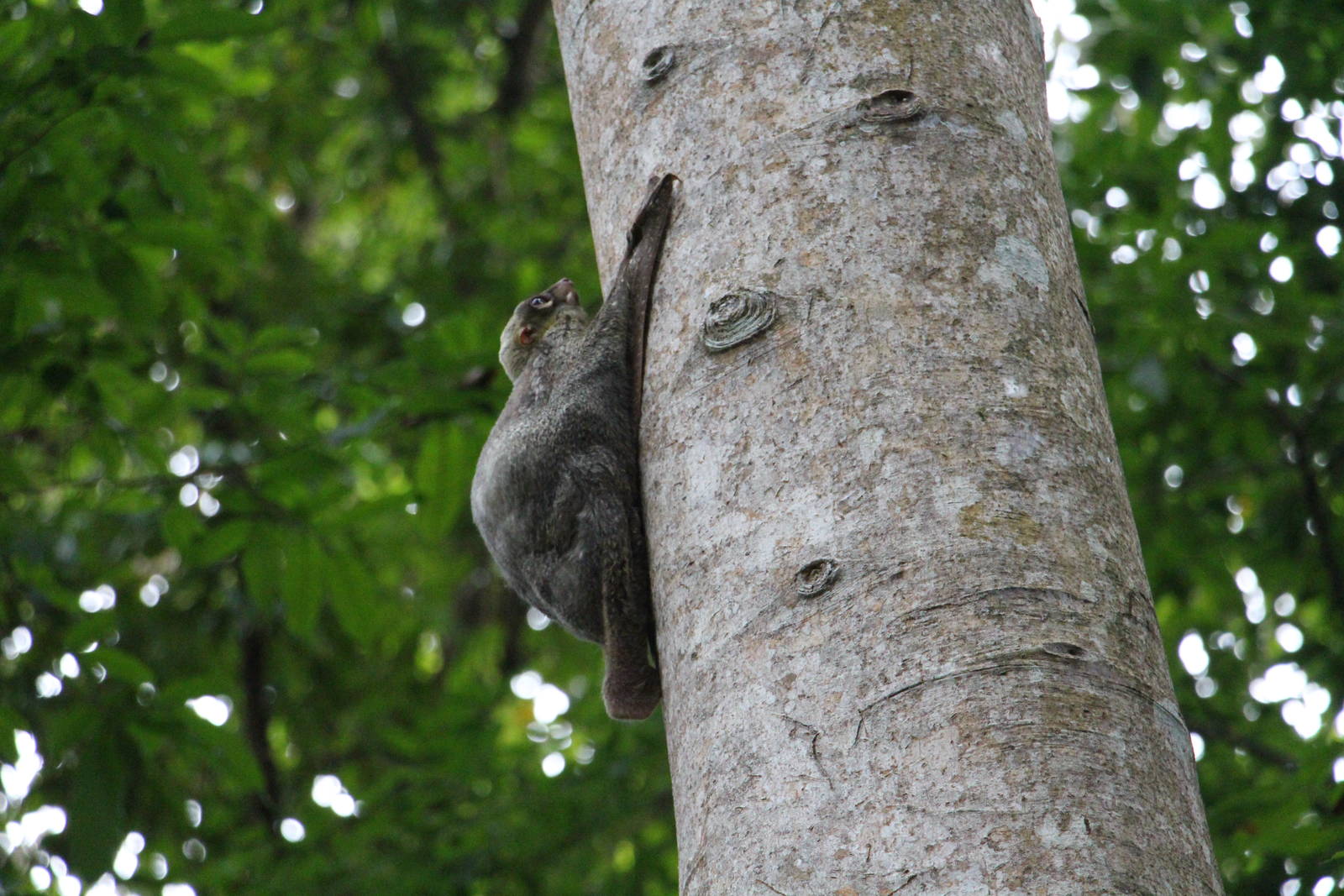 Malayan Colugo (Wild)