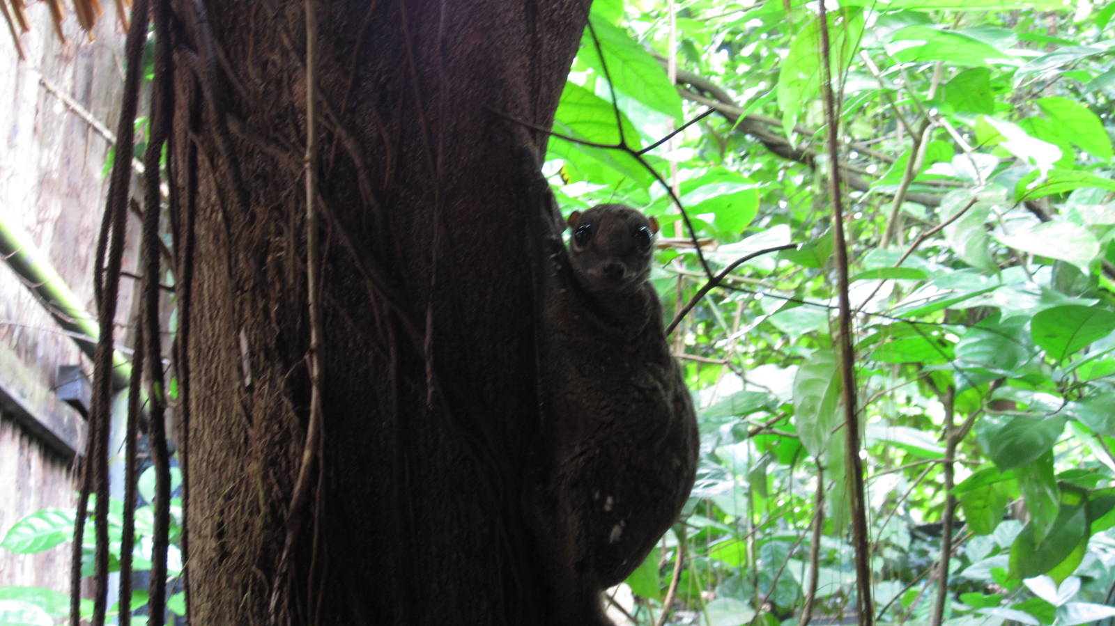 Malayan Colugo
