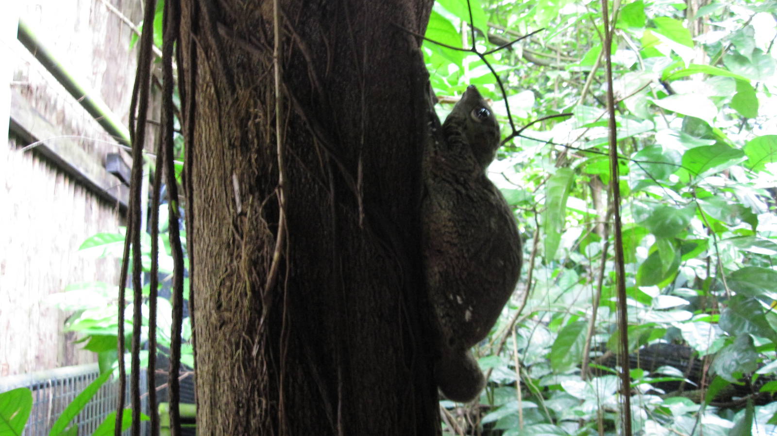 Malayan Colugo