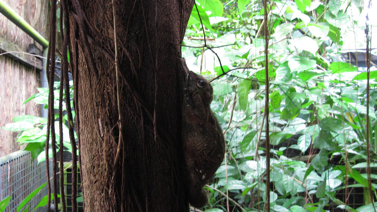 Malayan Colugo