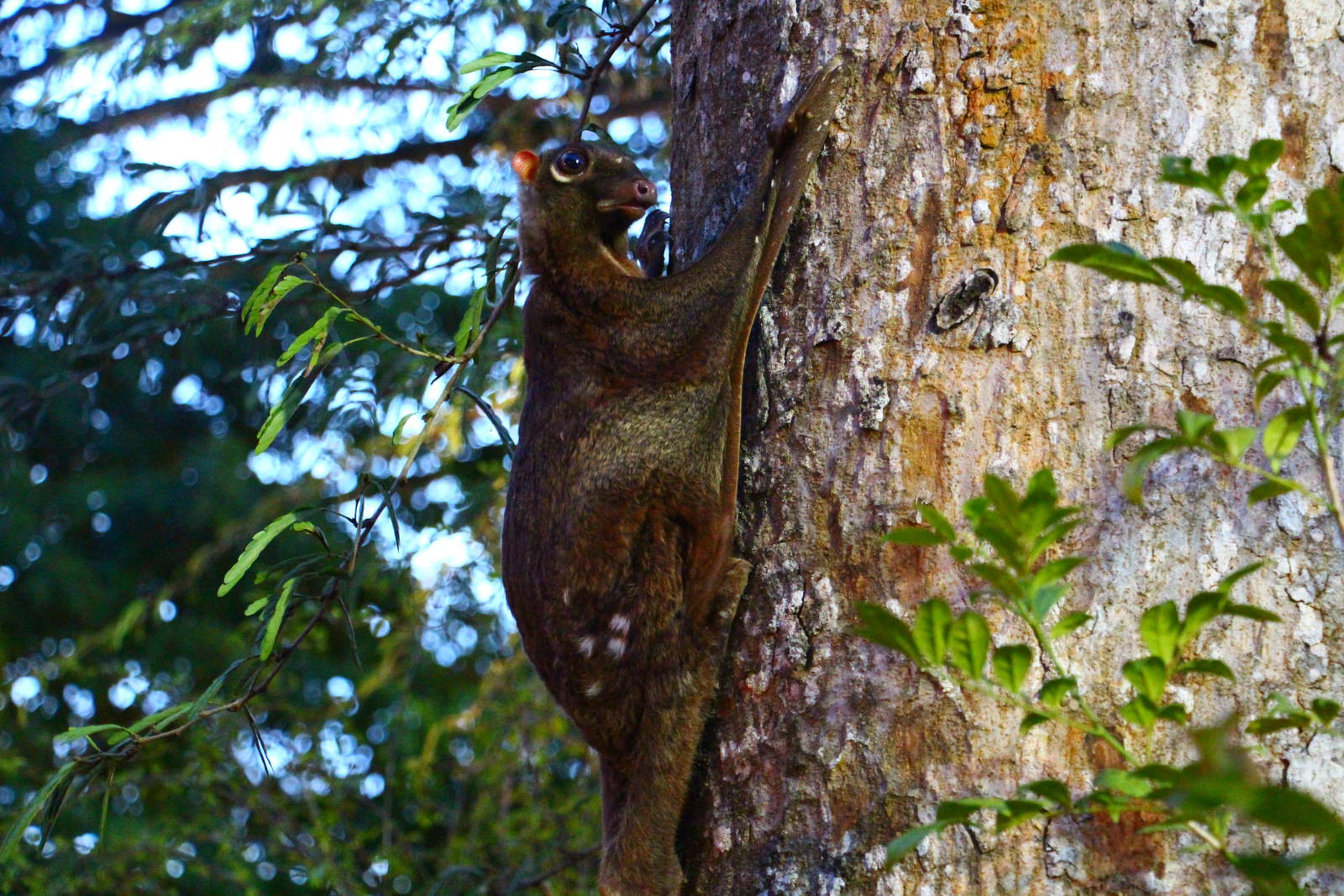 Malayan Colugo
