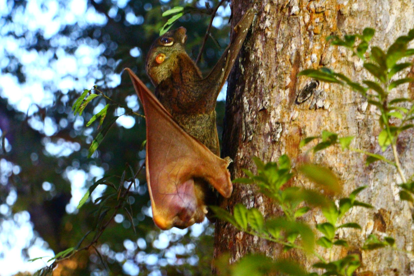 Malayan Colugo