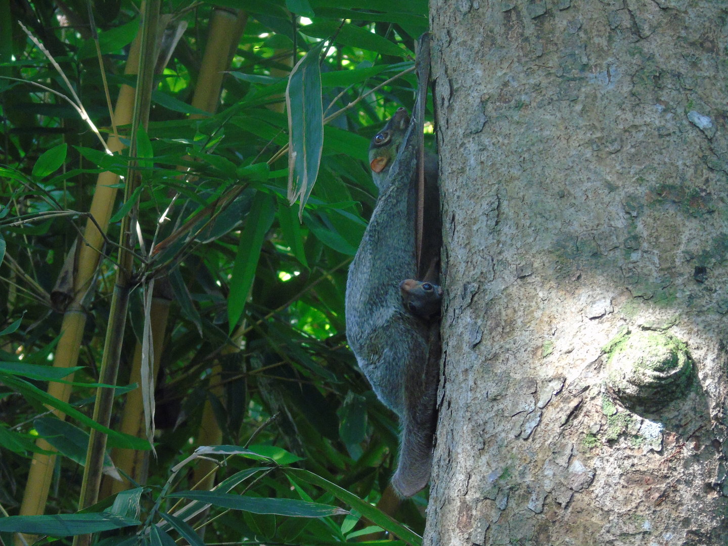 Malayan Colugo