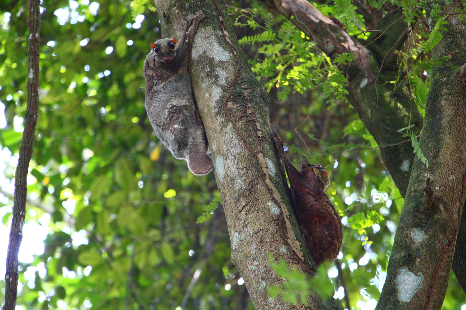 Malayan Colugos