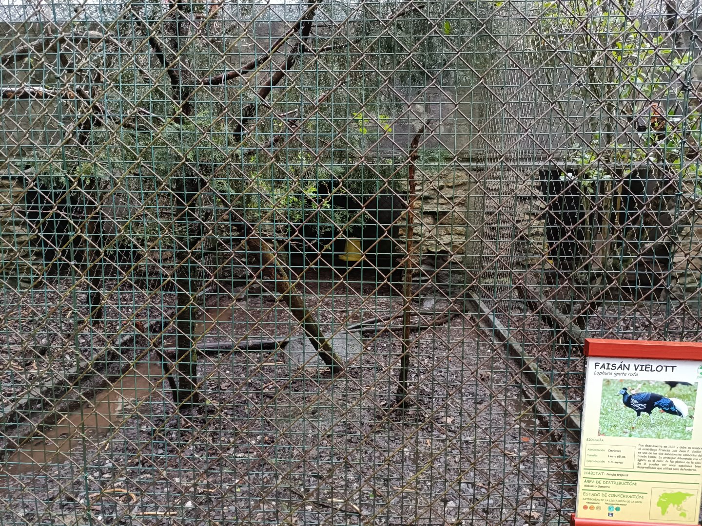 Malayan crested fireback exhibit - Avifauna Lugo