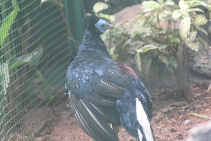 Malayan crested fireback (Lophura rufa)