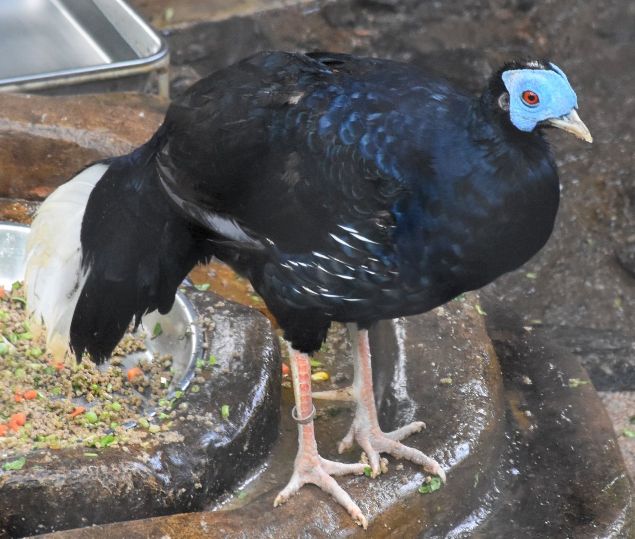 Malayan Crested Fireback (Lophura rufa)