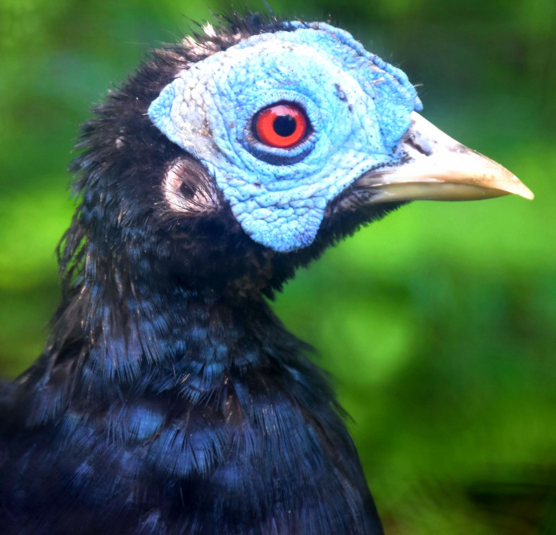 Malayan Crested Fireback (Lophura rufa)