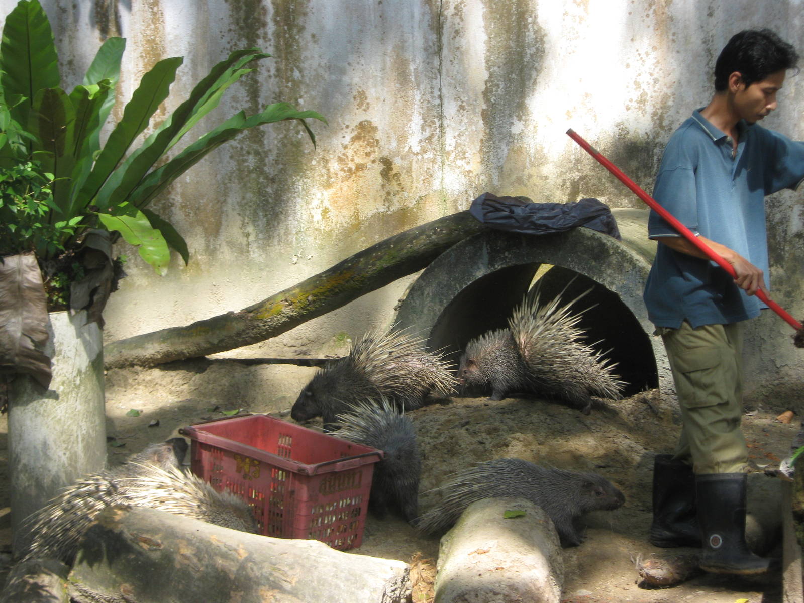 Malayan crested porcupine (Hystrix brachyura)