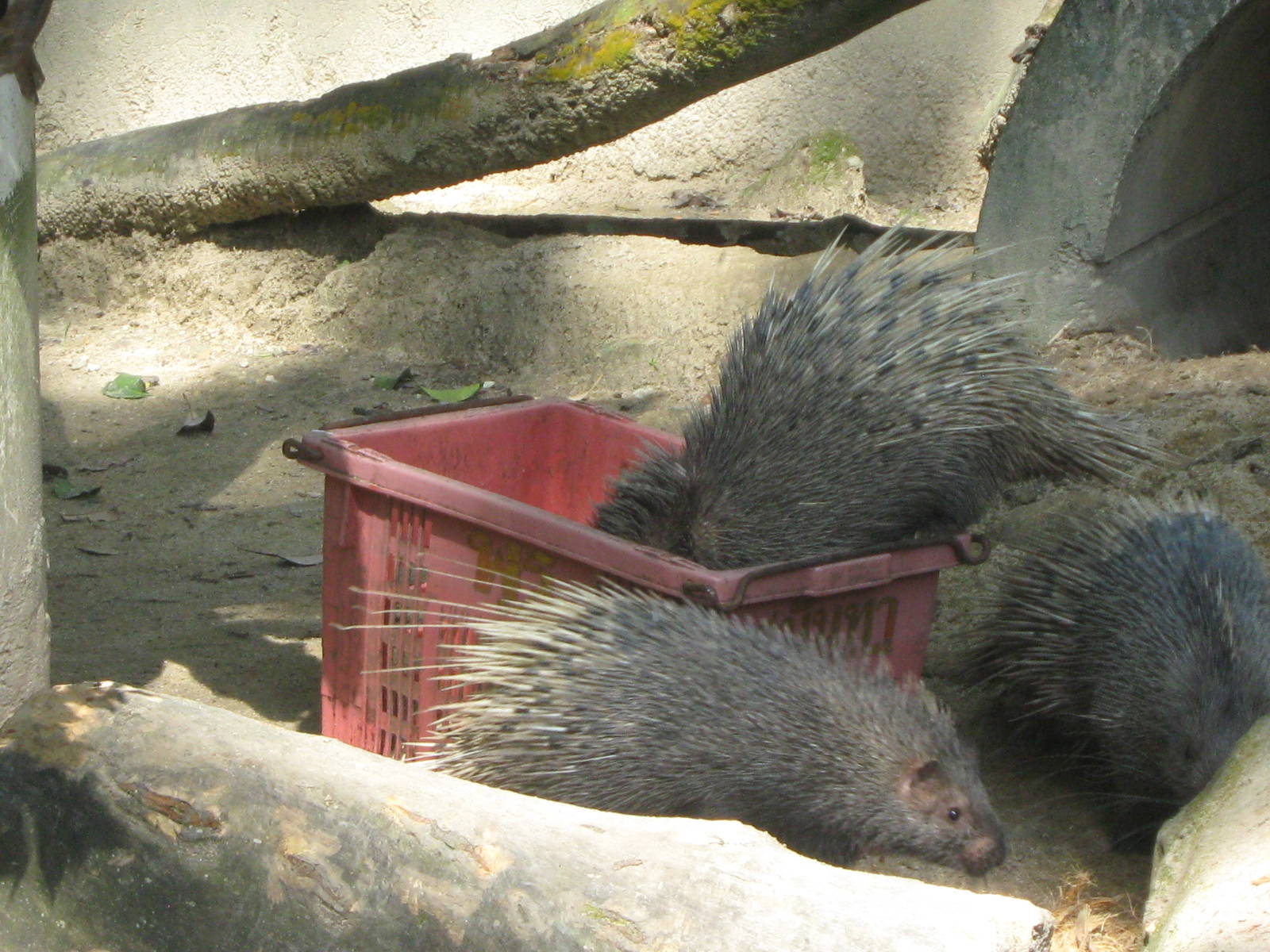 Malayan crested porcupine (Hystrix brachyura)