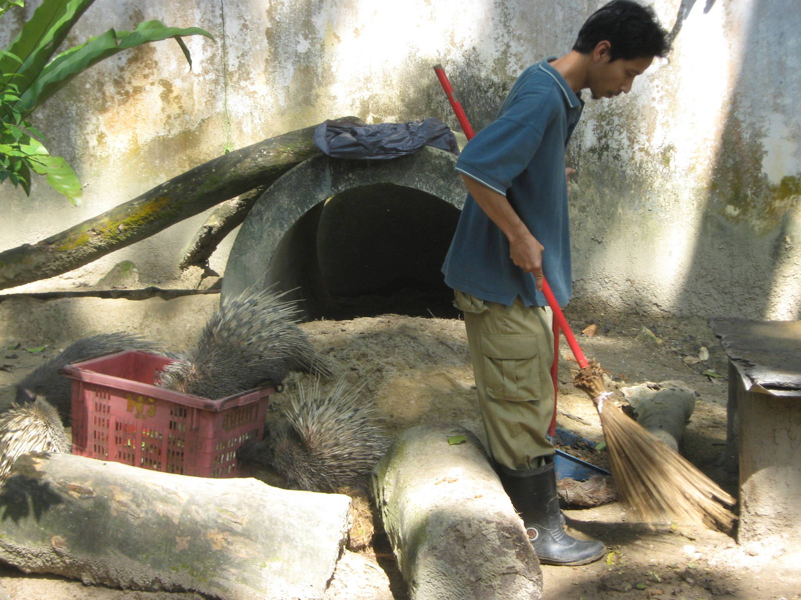 Malayan crested porcupine (Hystrix brachyura)