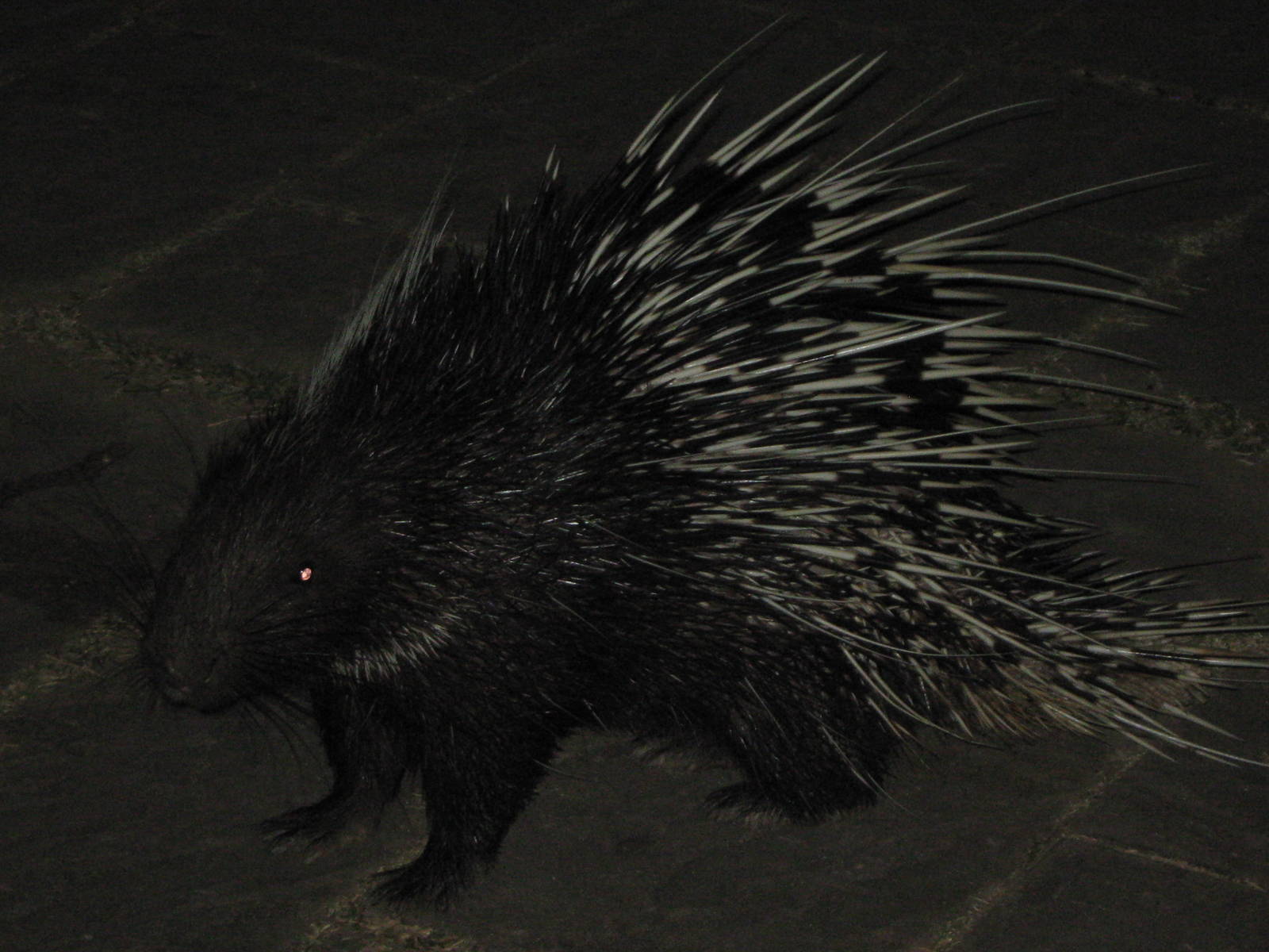 Malayan crested porcupine (Hystrix brachyura)
