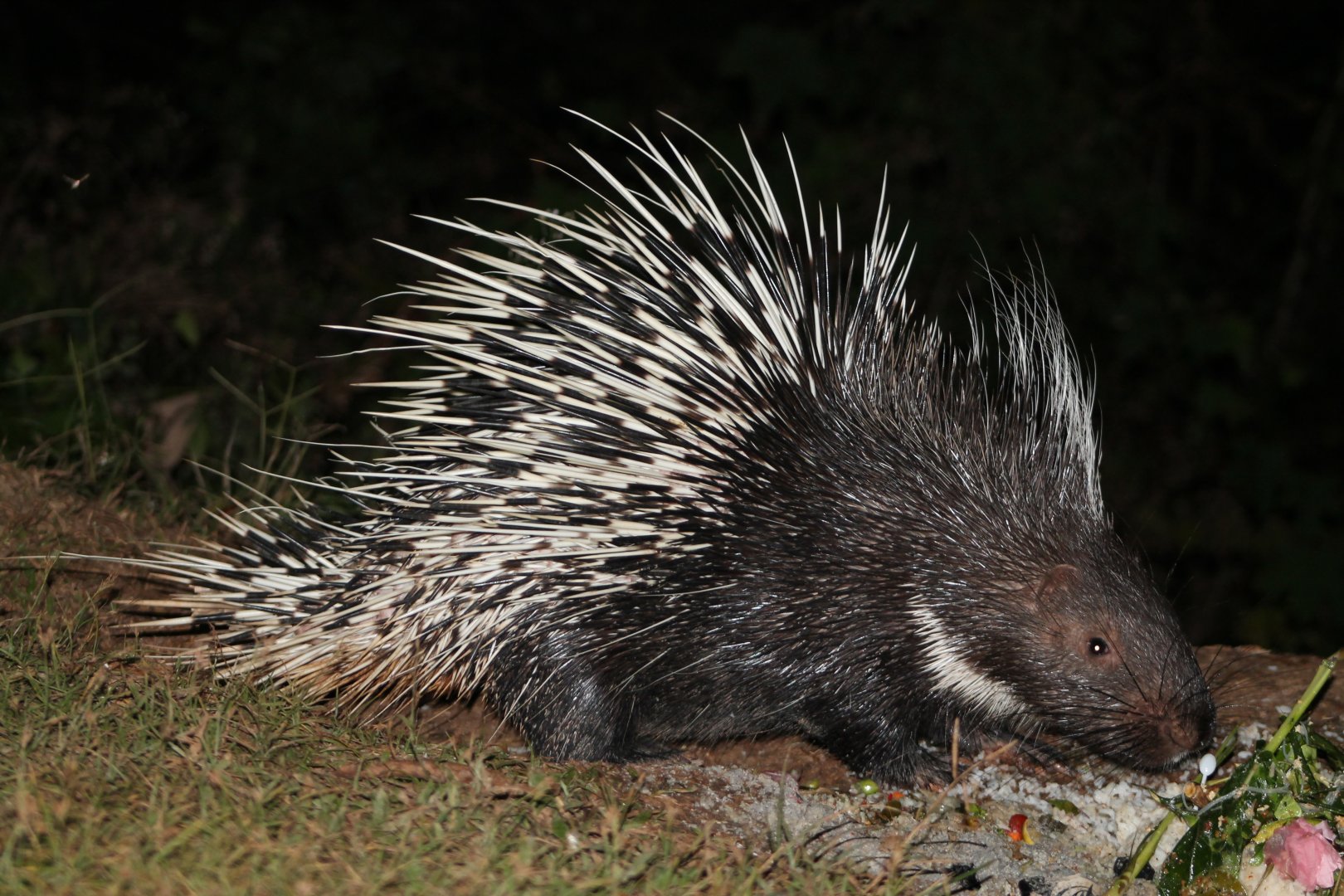 Malayan Crested Porcupine (Hystrix brachyura)