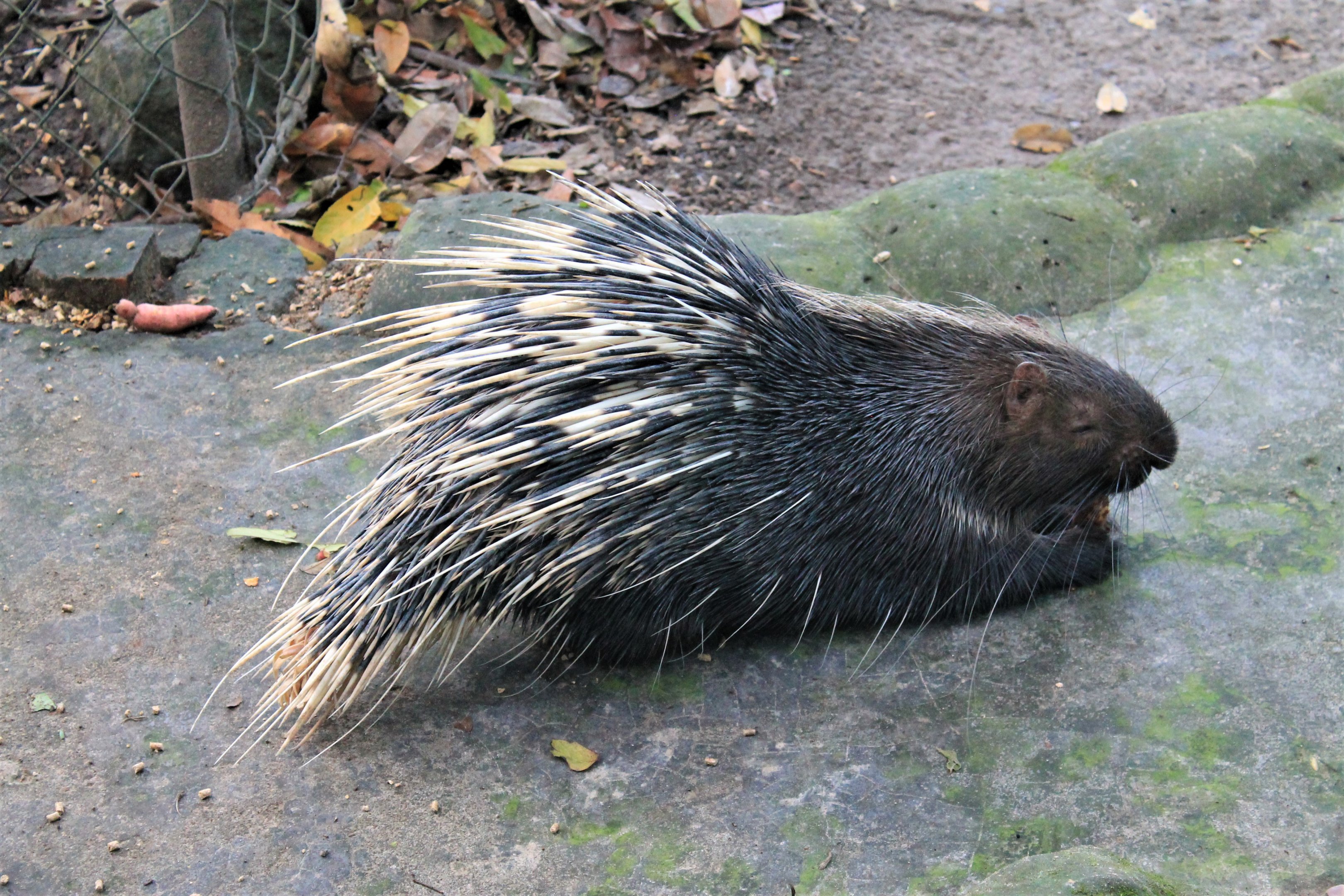 Malayan Crested Porcupine