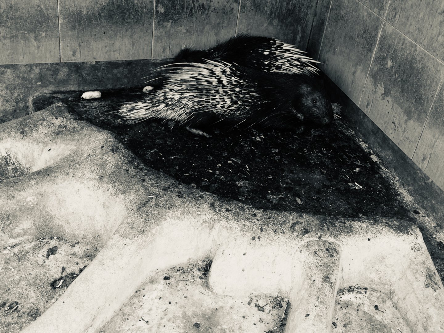 Malayan Crested Porcupines