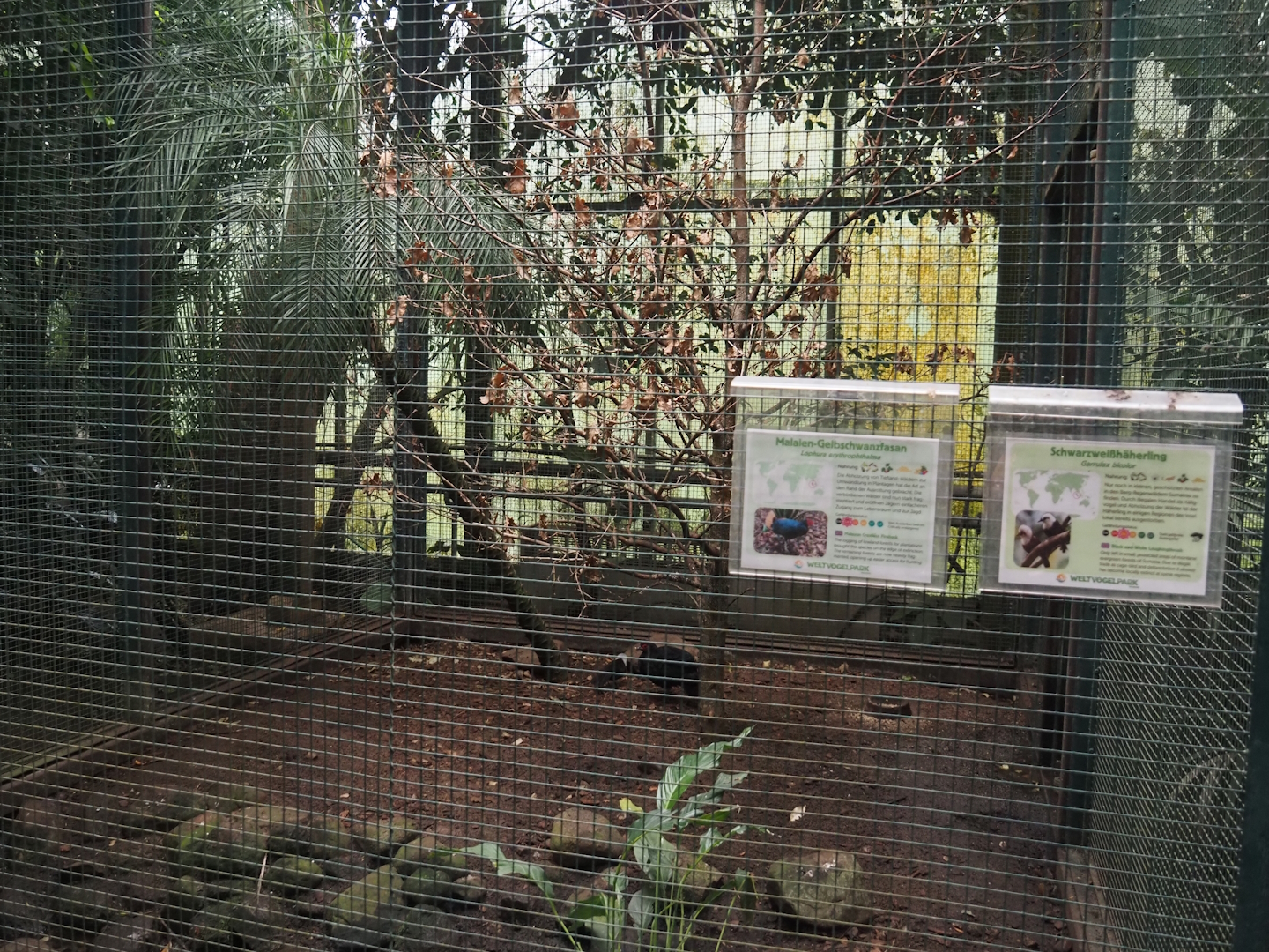 Malayan crestless fireback and Sumatran laughingthrush aviary, 2024-05-22