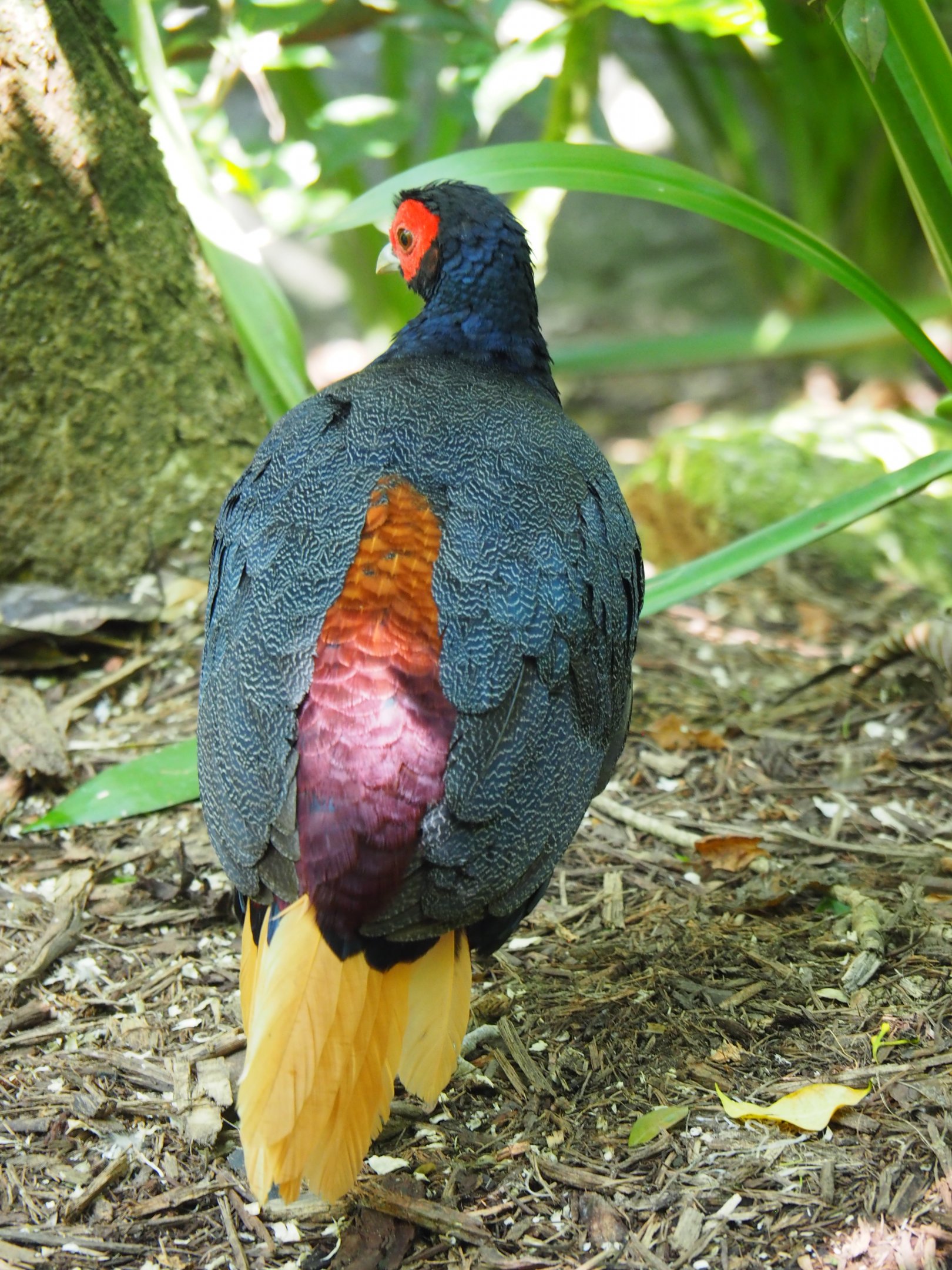 Malayan Crestless Fireback at Jurong Bird Park
