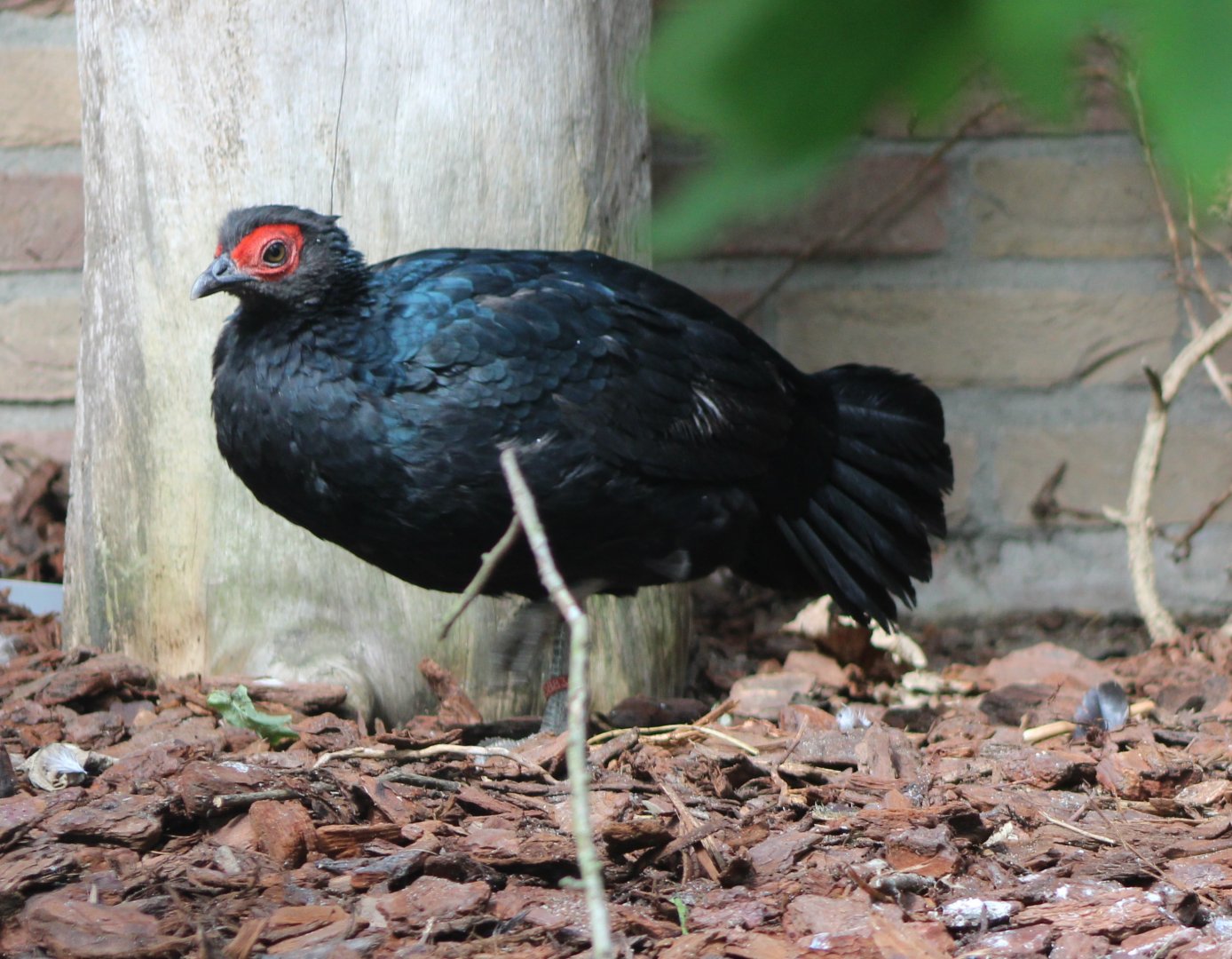 Malayan crestless fireback - female