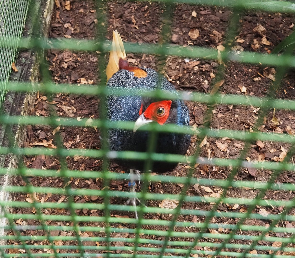 Malayan crestless fireback (Lophura erythrophthalma), 2024-05-22