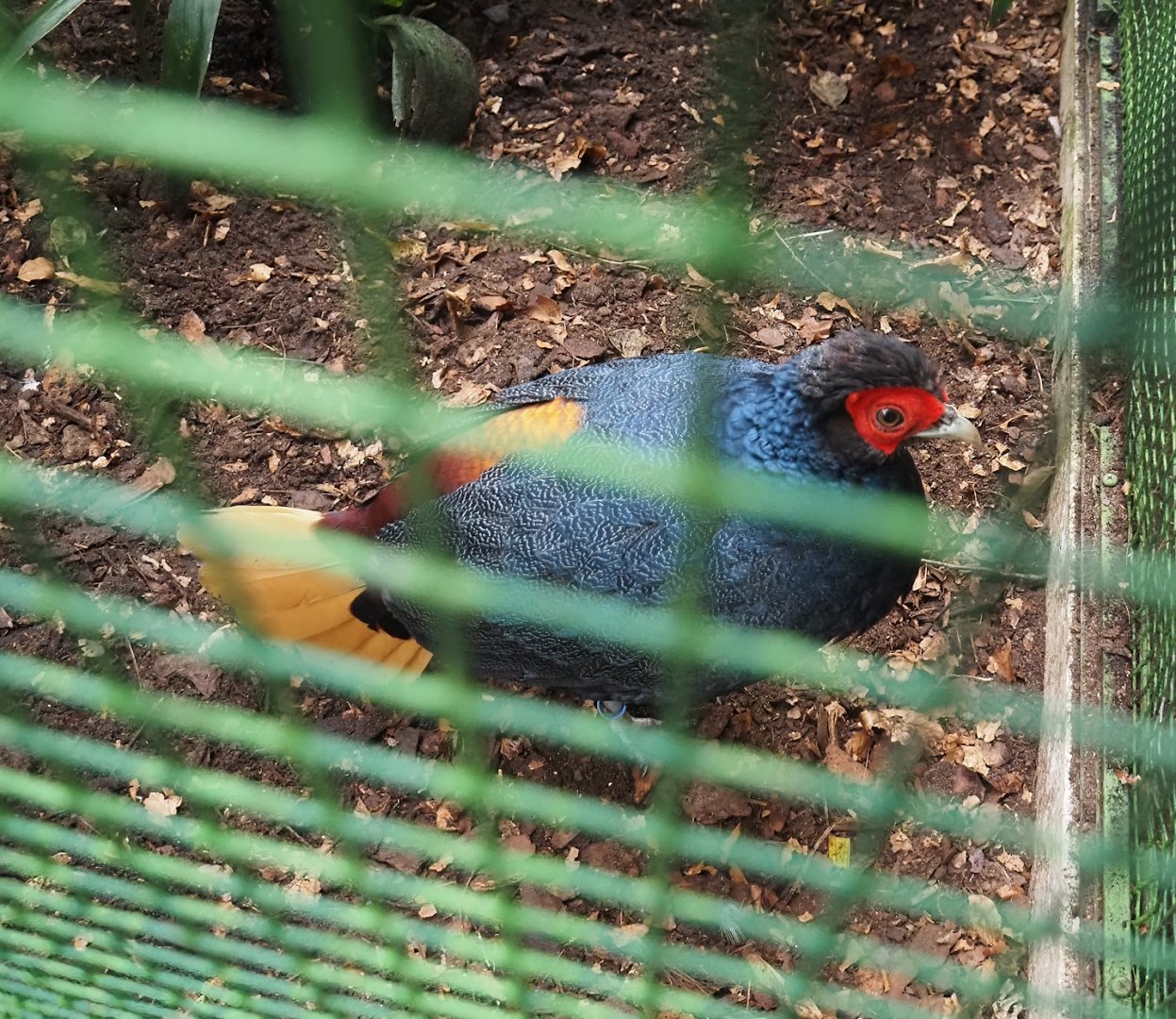 Malayan crestless fireback (Lophura erythrophthalma), 2024-05-22