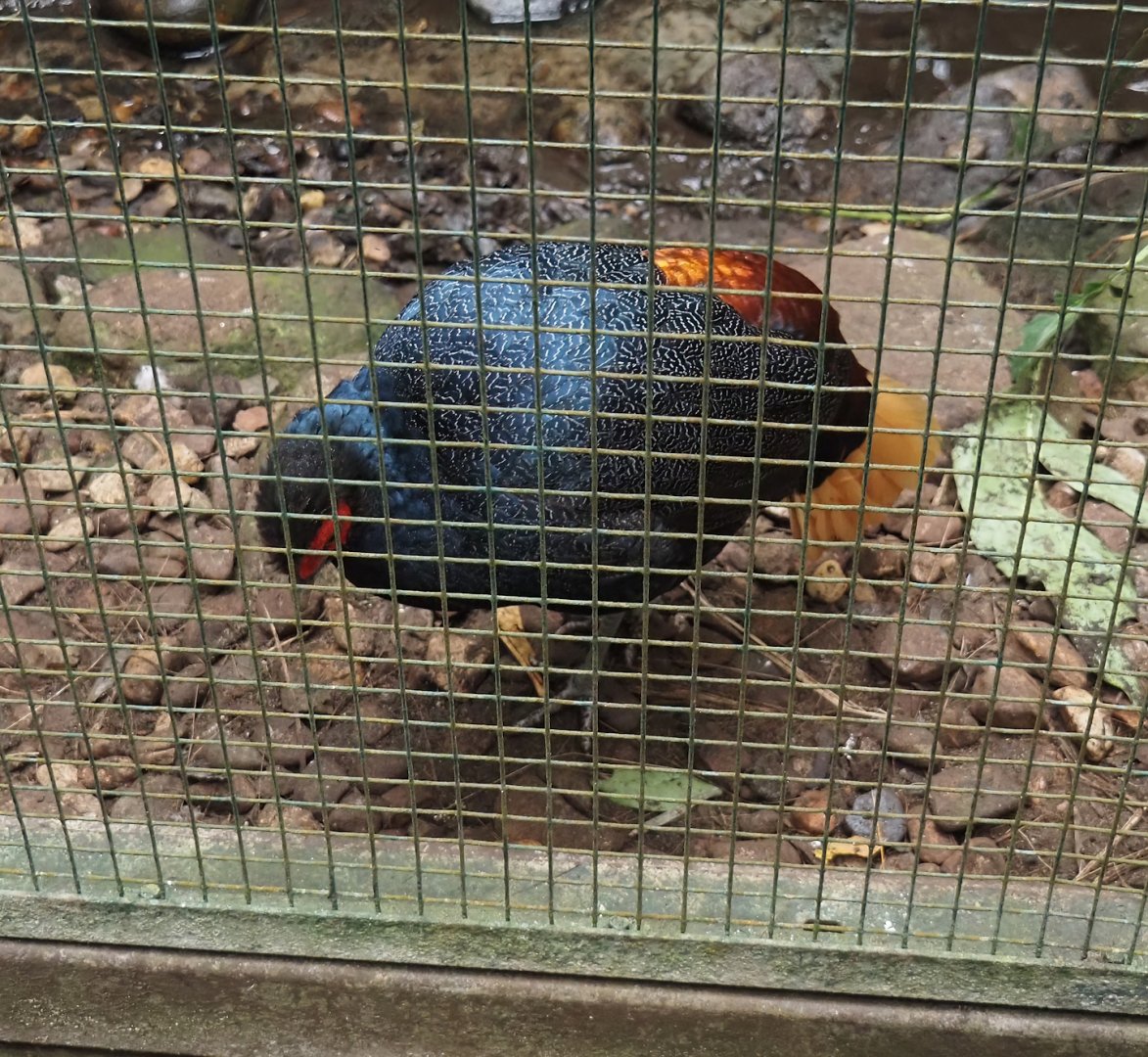 Malayan crestless fireback (Lophura erythrophthalma), 2024-05-22