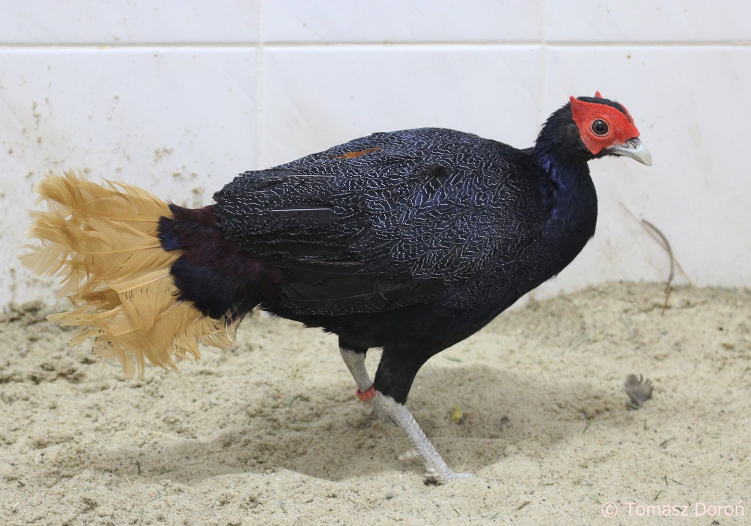 Malayan Crestless Fireback (Lophura erythrophthalma), February 2019
