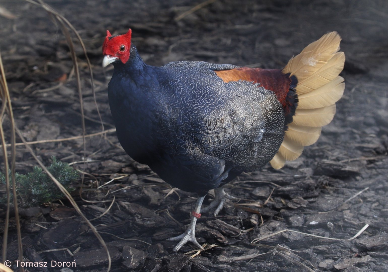 Malayan Crestless Fireback (Lophura erythrophthalma), January 2021