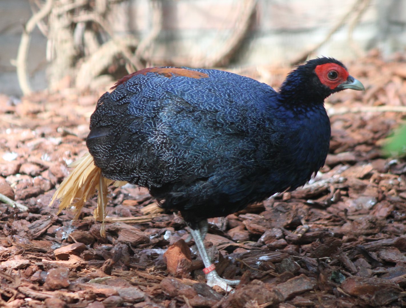 Malayan crestless fireback - male
