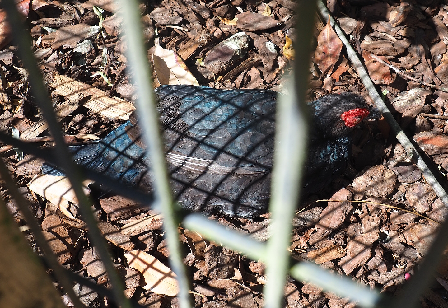 Malayan crestless fireback pheasant (Lophura erythrophthalma), 2022-08-28