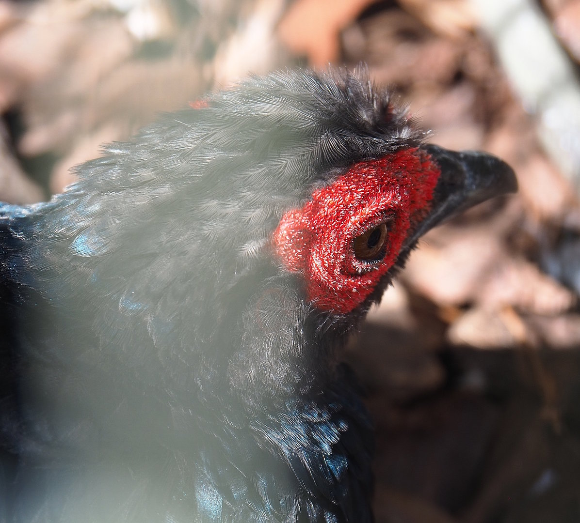 Malayan crestless fireback pheasant (Lophura erythrophthalma), 2022-08-28
