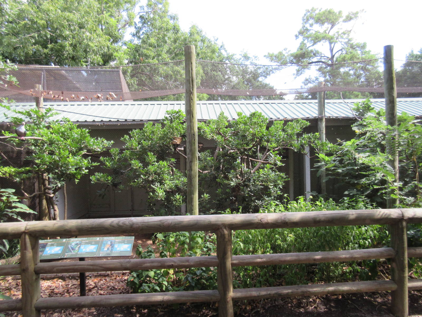 Malayan Crestless Fireback/Red-Knobbed Imperial Pigeon/Mariana Fruit Dove E