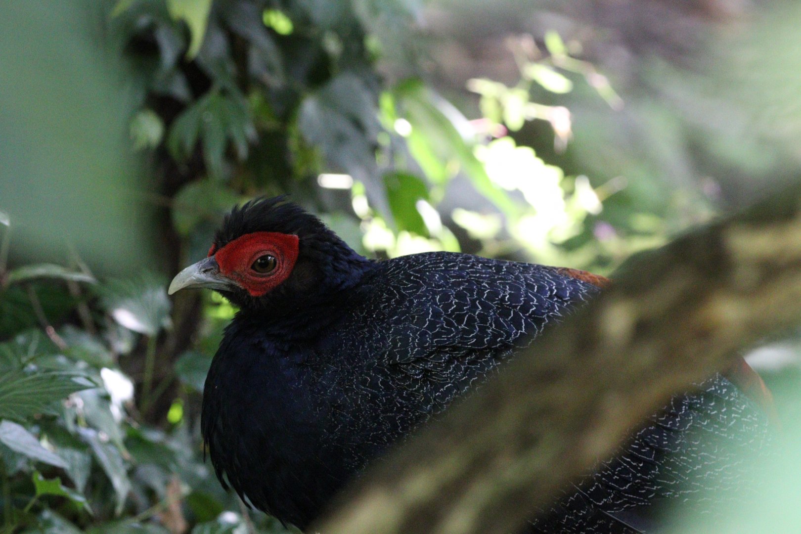 Malayan Crestless Fireback