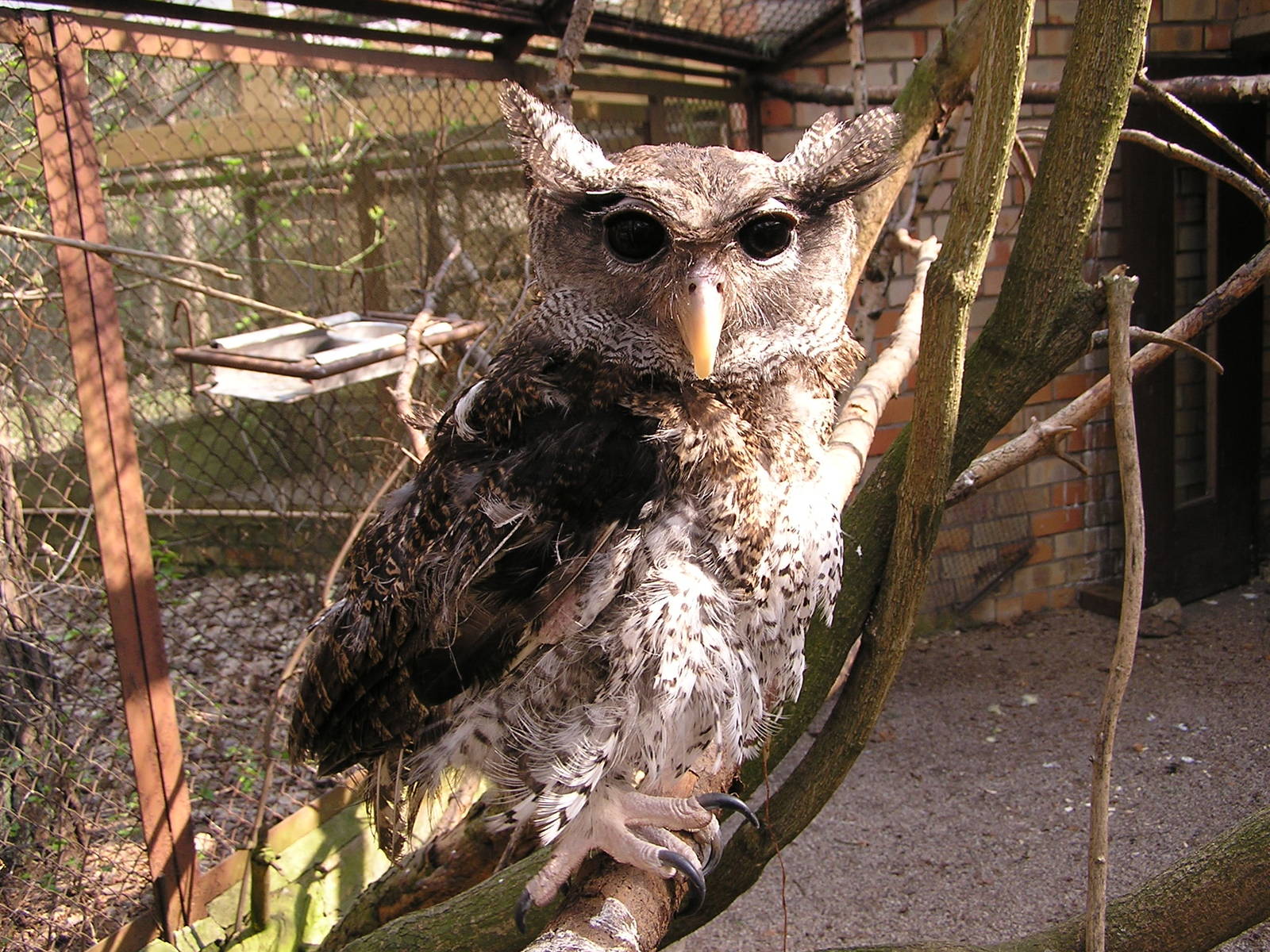 Malayan eagle owl/ Bubo sumatrana