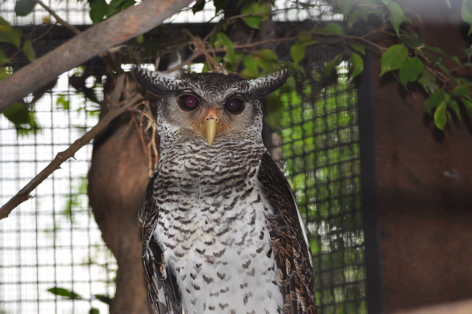 Malayan eagle owl/ Bubo sumatrana