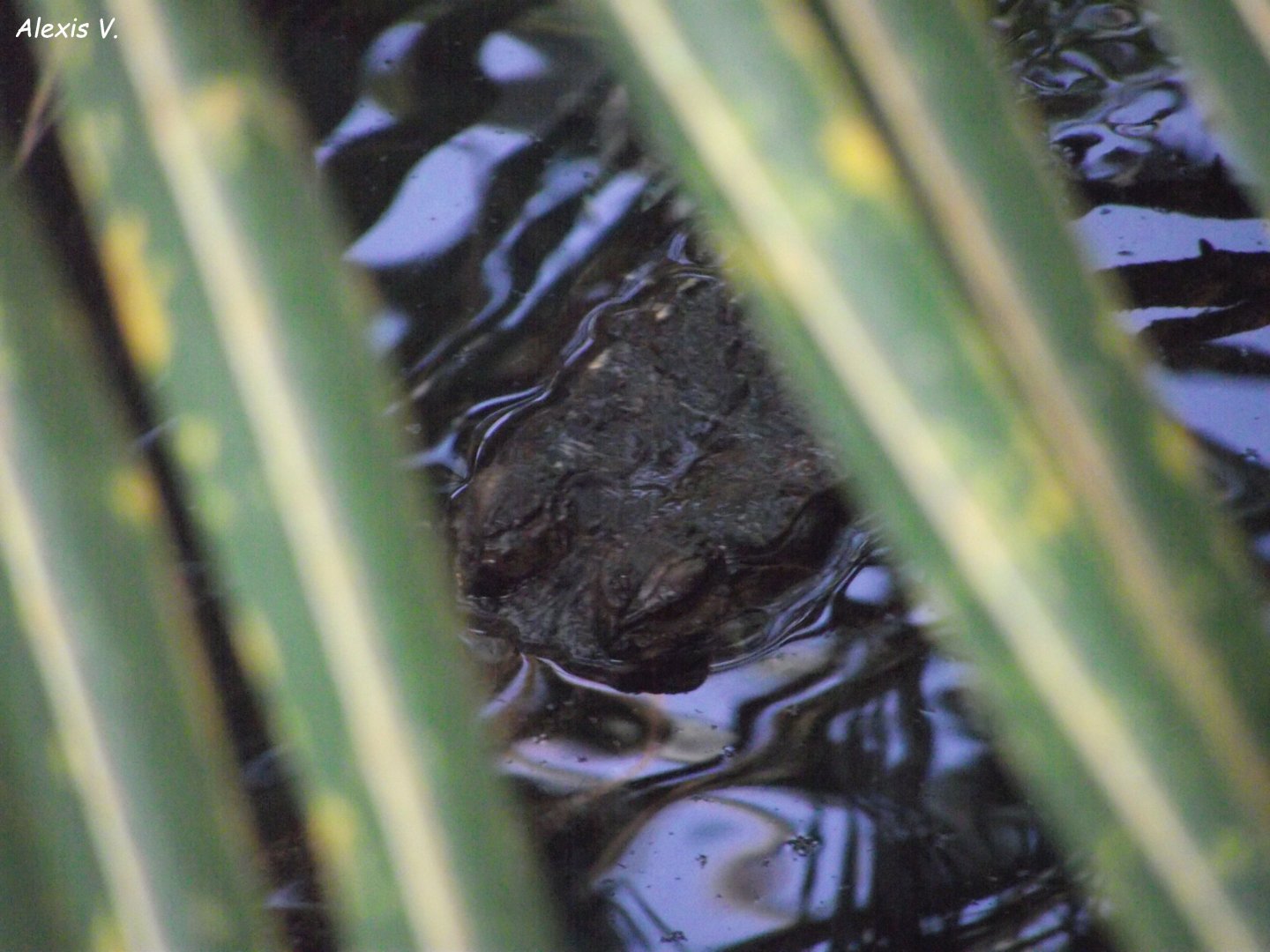 Malayan False Gharial - Zooparc de Beauval - 13/07/2024