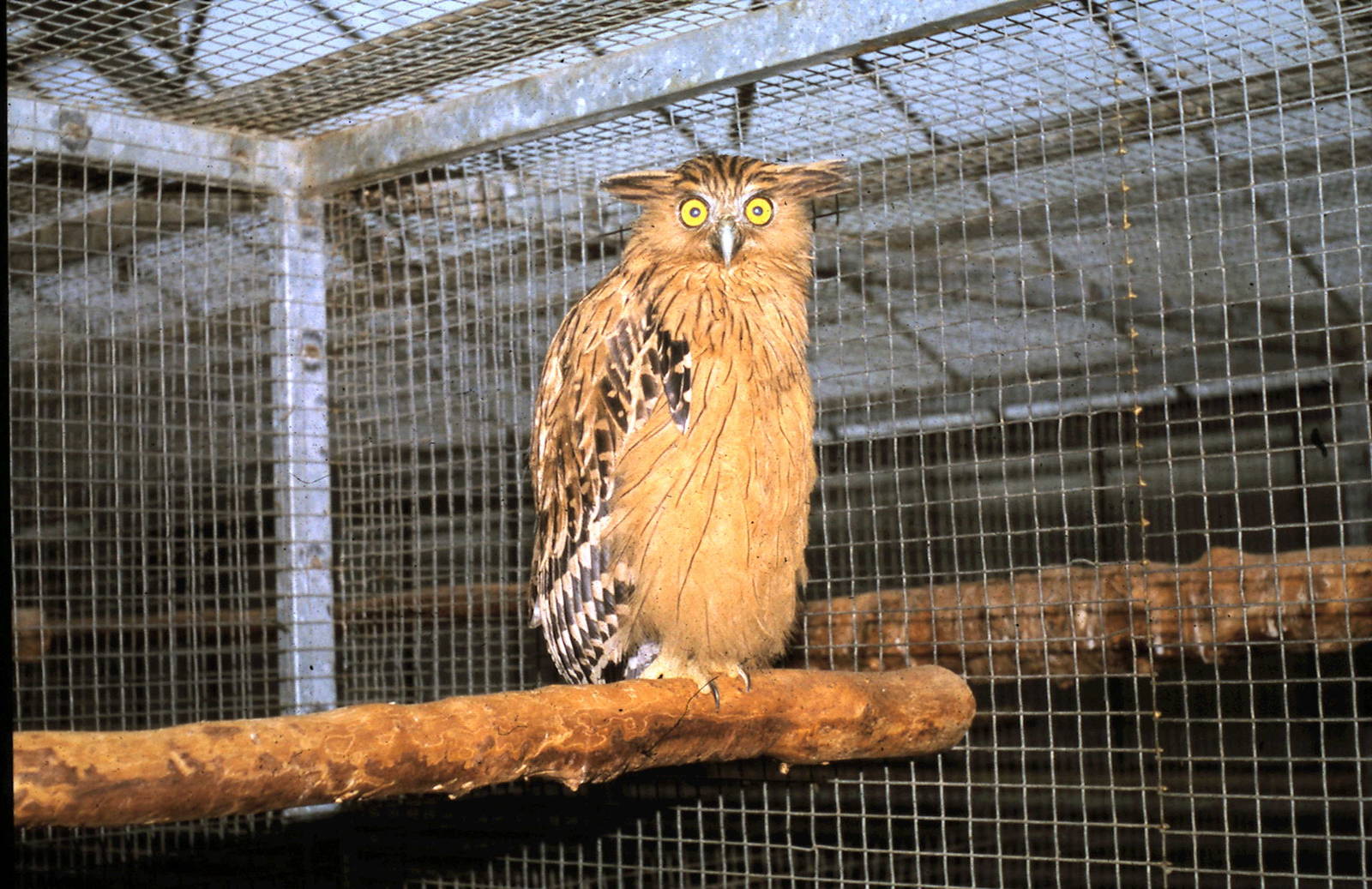 Malayan fish owl