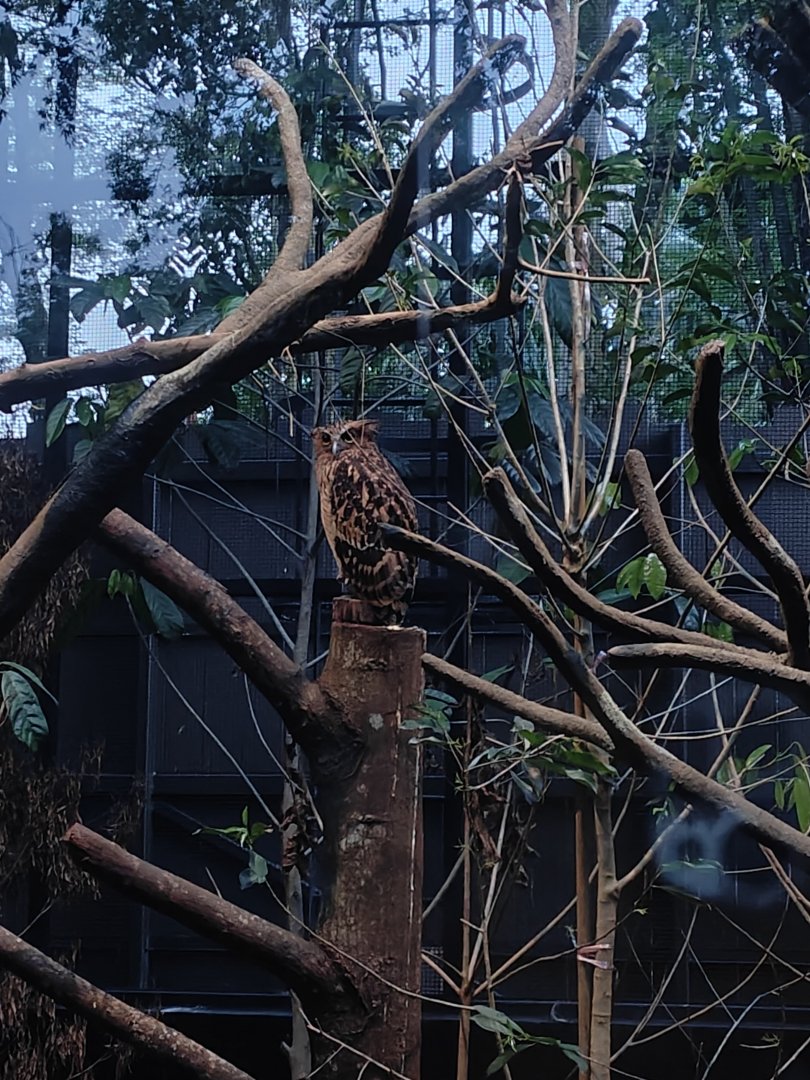 Malayan Fish Owl