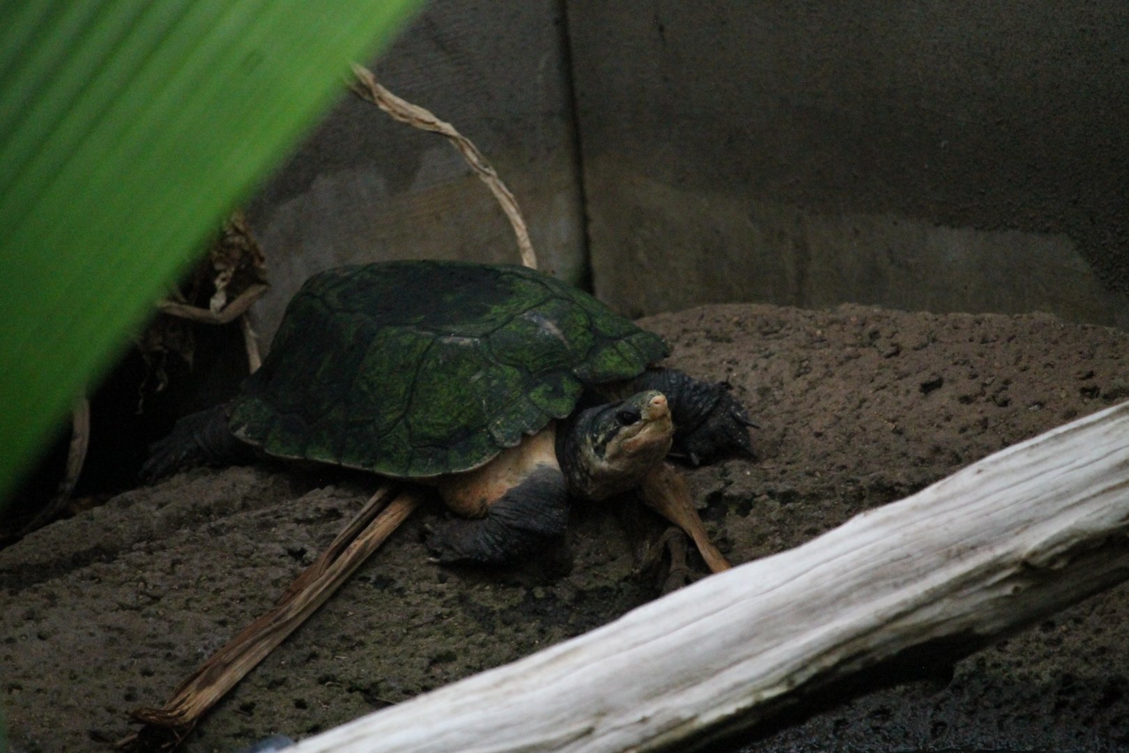 Malayan Flat-shelled Turtle (Notochelys platynota)