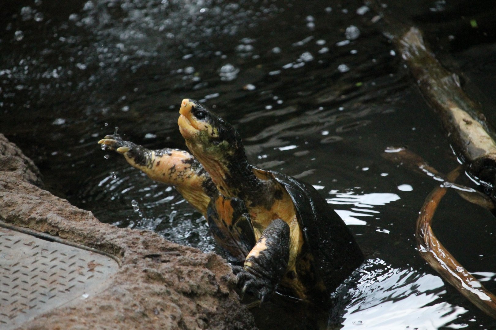 Malayan Flat-shelled Turtle (Notochelys platynota)