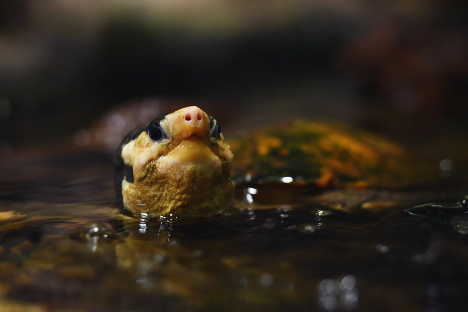 Malayan flat-shelled turtle Notochelys platynota
